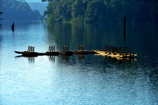 Periyar Wildlife Sanctuary, Thekkady, Kerala.