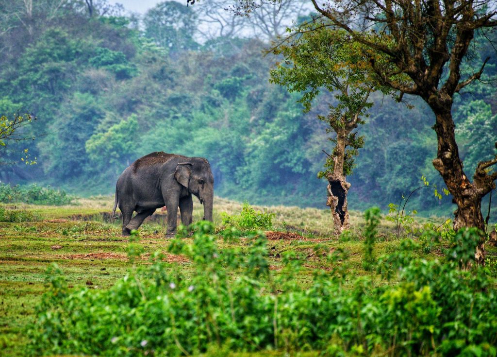 National Parks In Kerala