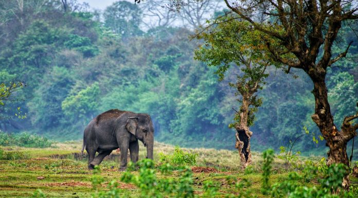 National Parks In Kerala, (Image Source: Pexels) National Parks In Kerala