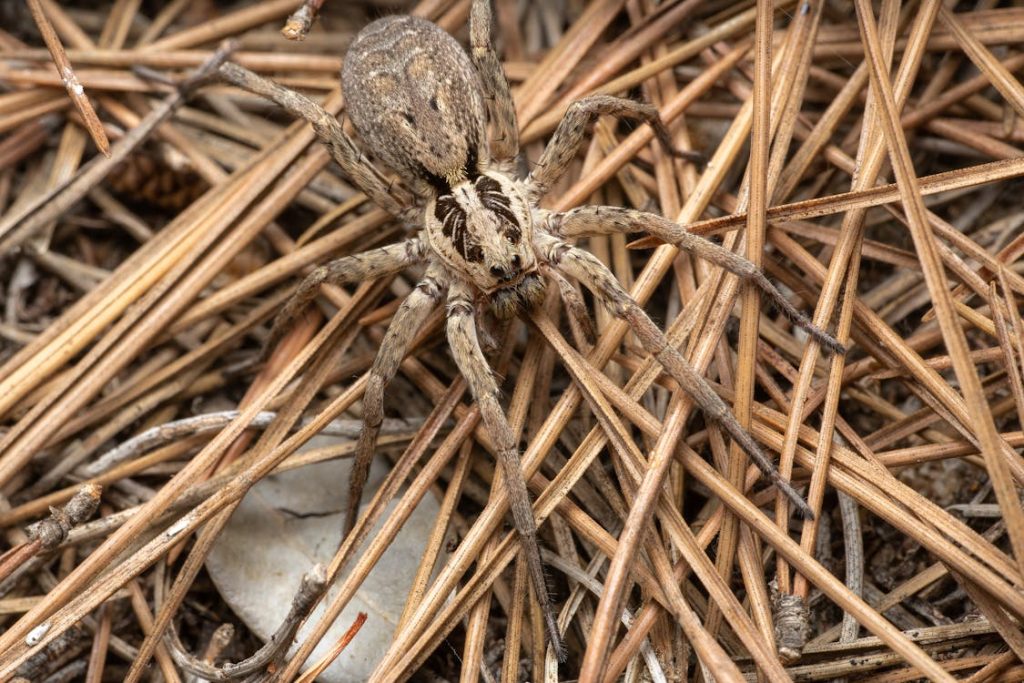 Garden wolf spider are generally brown hairy spiders. 