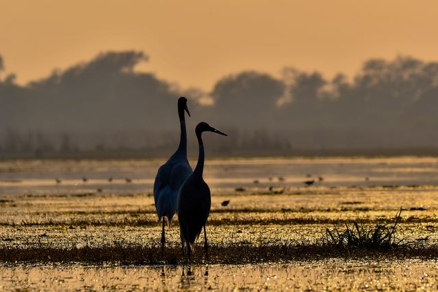 World Migratory Day, migratory birds in india