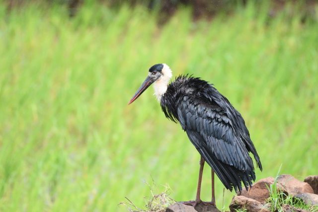 Woolly-necked stork