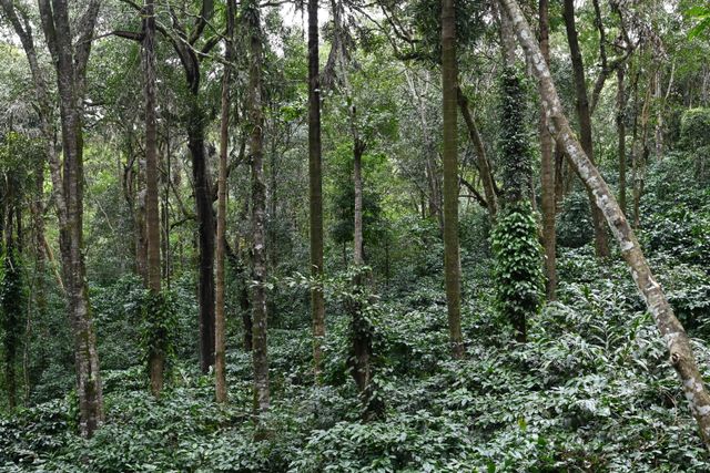 Udaya Homestay, cheap homestays in Madikeri