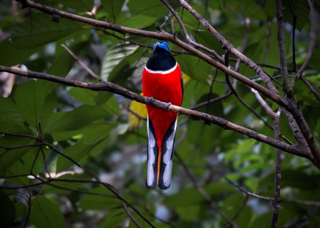 Red-headed trogon