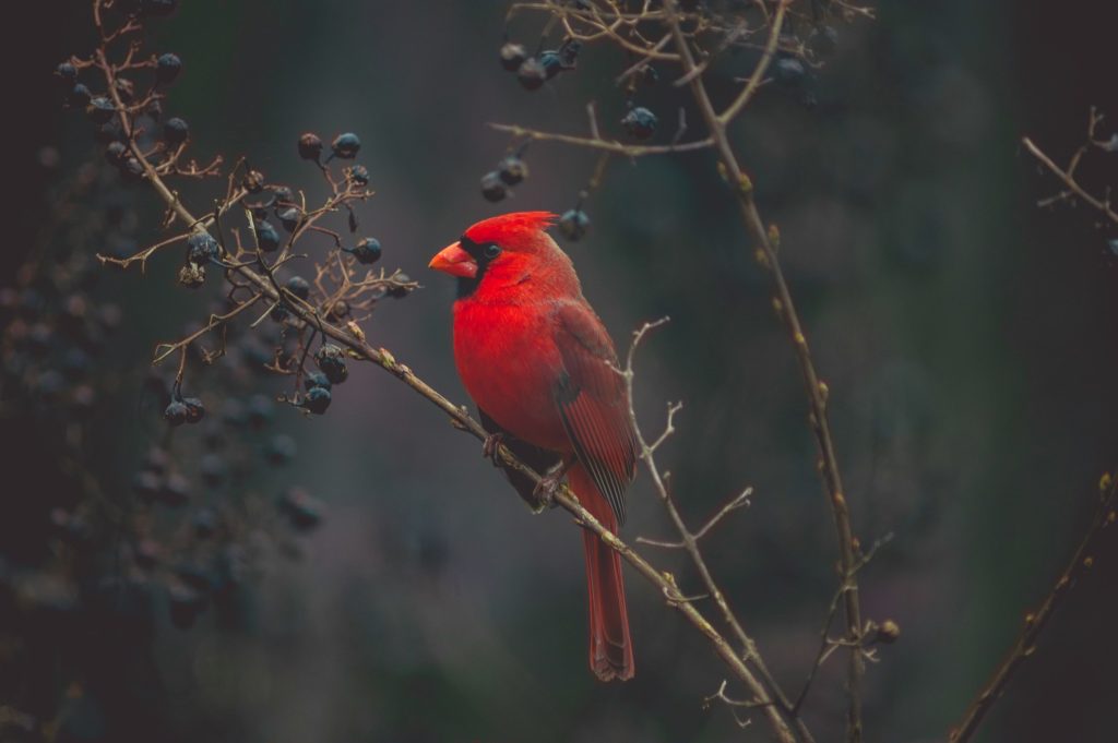 Migratory Birds