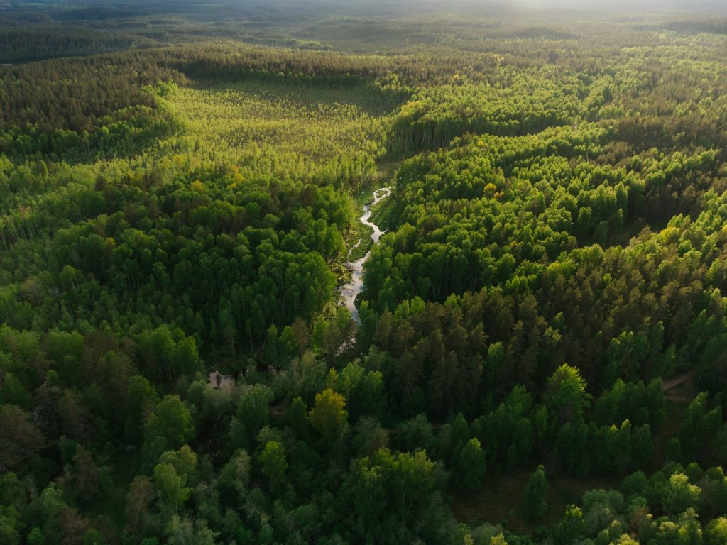 Largest Forests