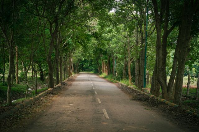 Jaya Prakash Narayan Or JP Park, one of the best parks in Bangalore