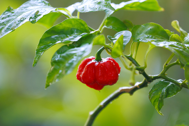 spiciest peppers