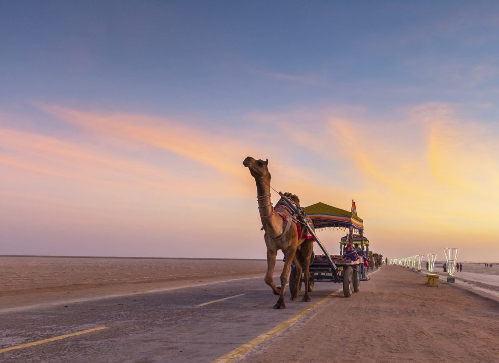 Camel Cart Ride at White desert of Greater Rann of Kutch, Gujarat, India