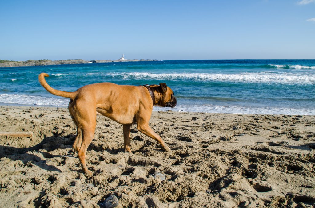 Photograph of a dog running along a beach in Menorca. Boxer brown.