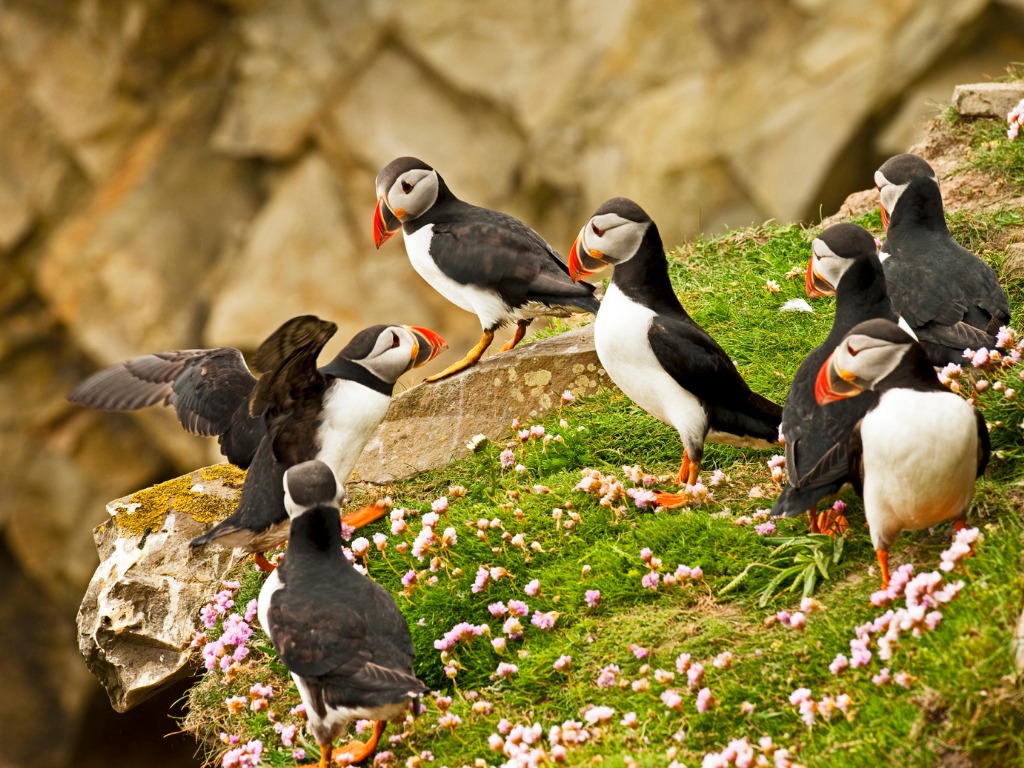 Atlantic puffin sitting on the grass 