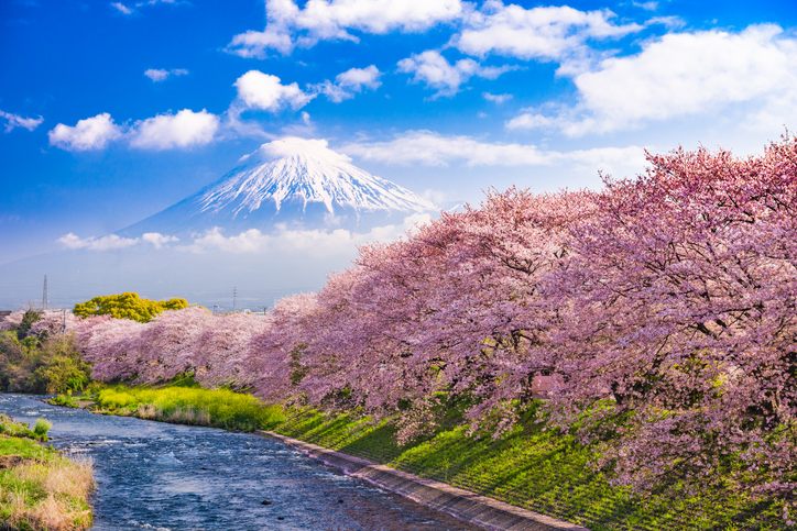 cherry blossoms in Japan