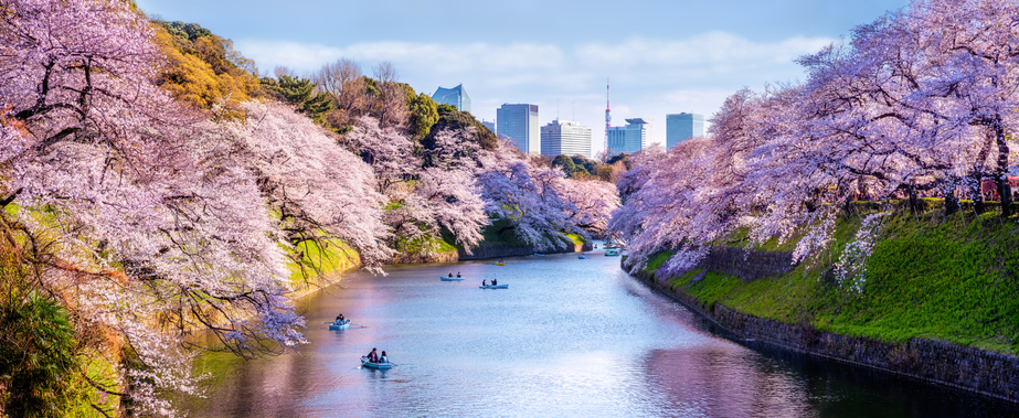 Cherry trees in full bloom at Chidorigafuchi Park with recreational boats in Tokyo