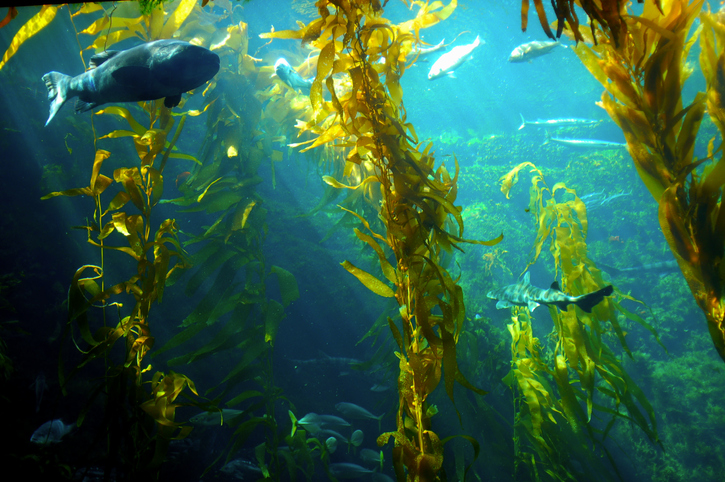 underwater kelp forest