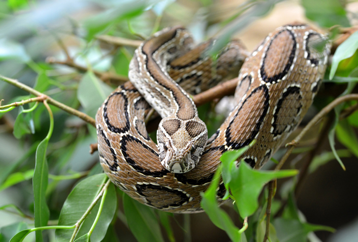 Russell's Viper is one of the most venomous snakes