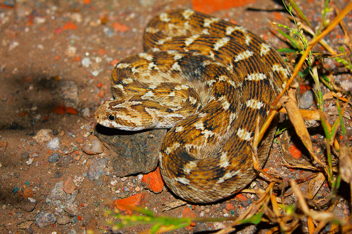 Leghalálosabb kígyó a világon, a fűrész-méretezett vipera