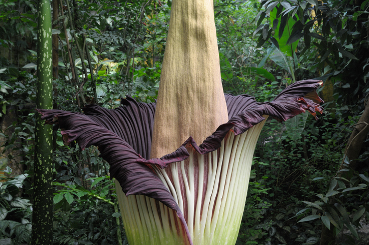 Foul smelling corpse flower