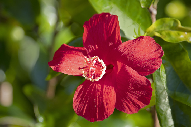 Rare island hibiscus, Koki'o