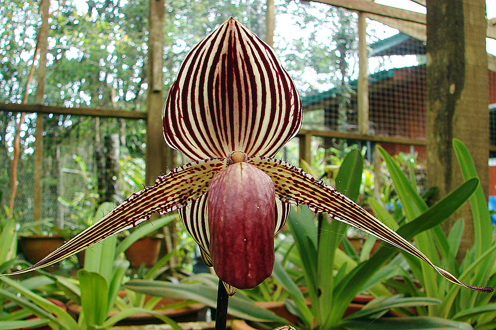 Rothschild's Slipper Orchid