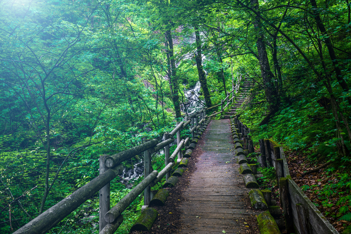 A wooden pathway through a forested area, ecotherapy