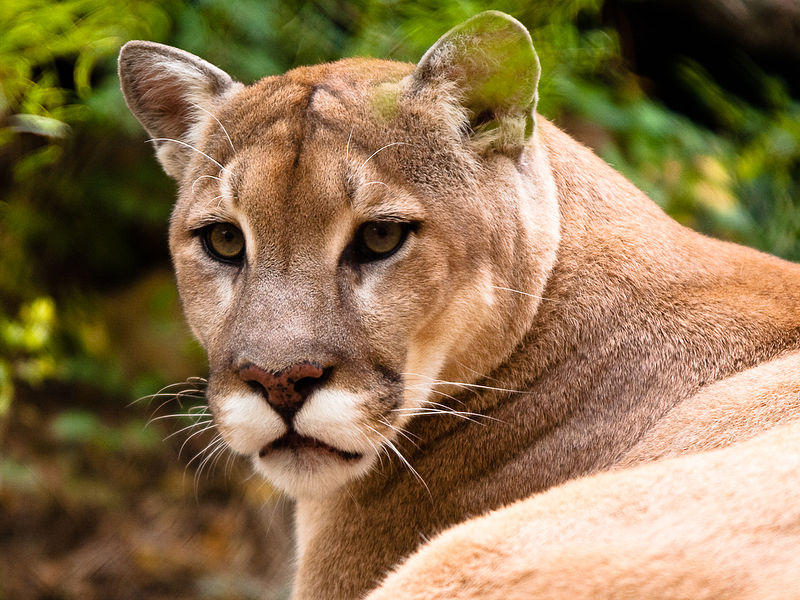 A puma or cougar, Biggest Cats