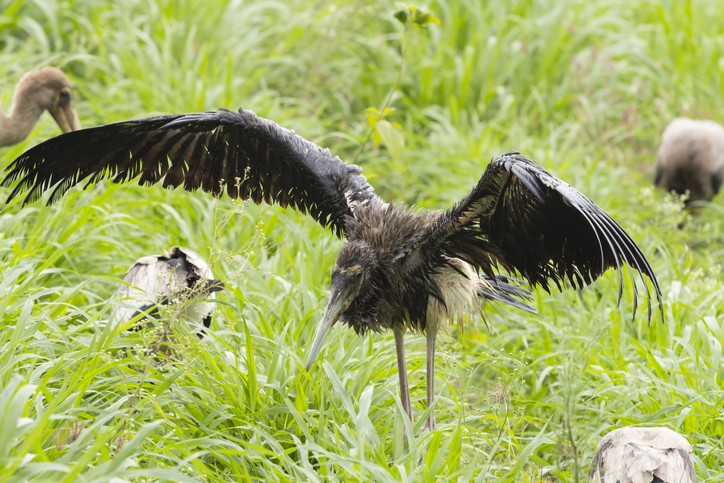 A painted stork in Kokrebellur village, Karnataka