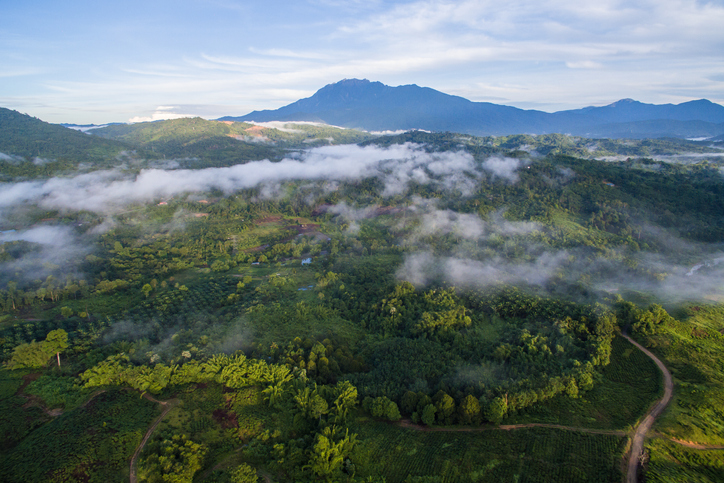 Kinabalu national park, Borneo jungles, largest forests in the world