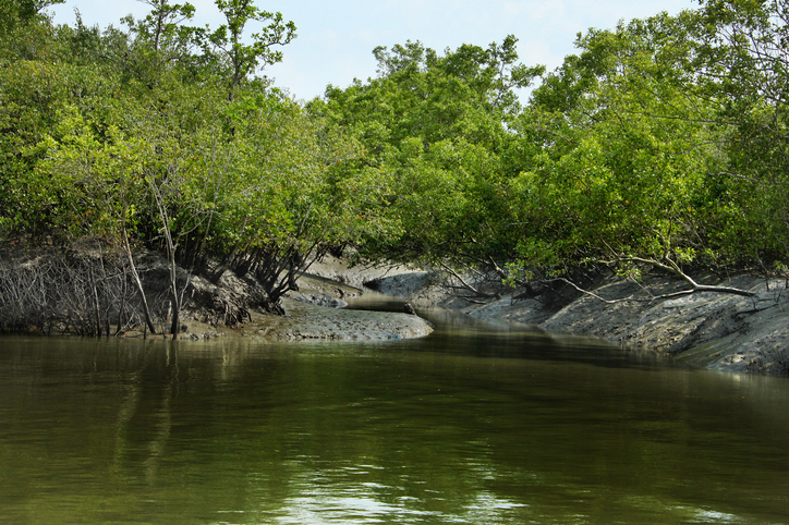 Sunderbans, one of the largest forests in the world