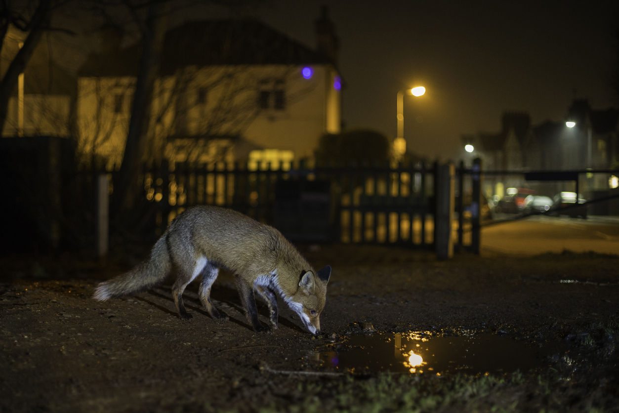 Urban red fox scavenging for food on the edge of a park in residential north London at night.