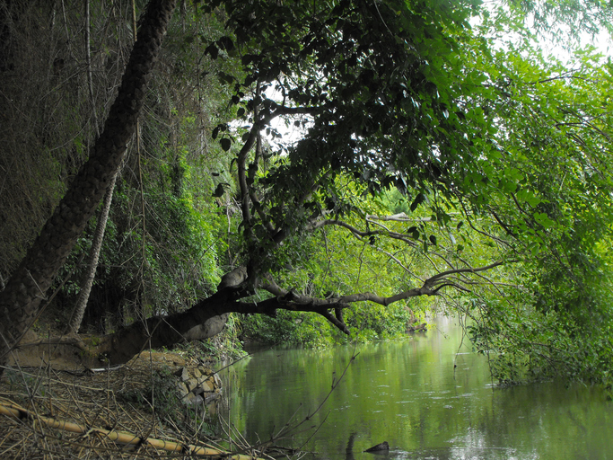 Dense foliage at Ranganathittu bird sanctuary, Mandya district, Karnataka