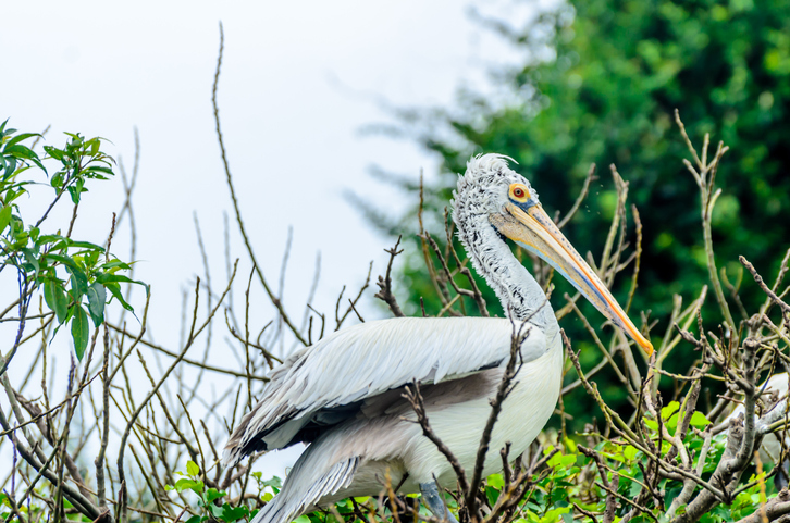 Spot Billed Pelican - Migratory Bird found in Karnataka, India