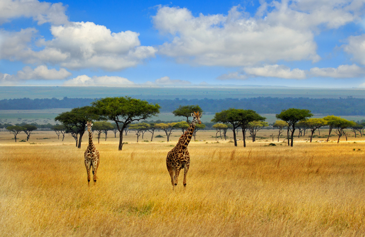 View giraffes strolling on the open savannah in the masai mara on a safari in africa