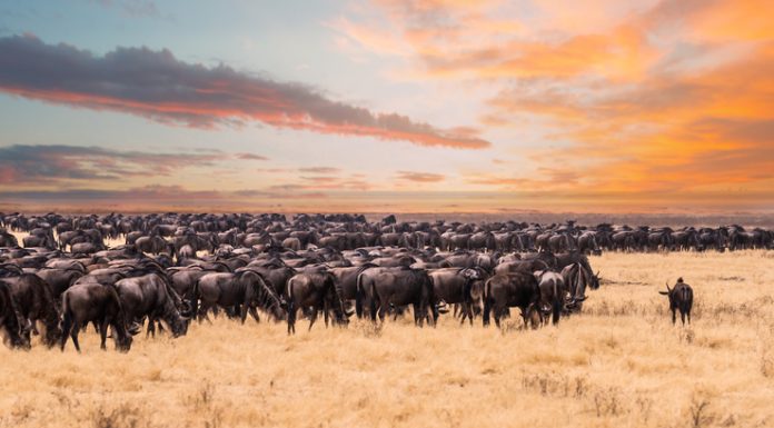 Great migration in Serengeti National Park,Tanzania, (Image Source: iStock) migration