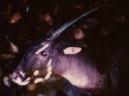 Saolas are critically endangered animals