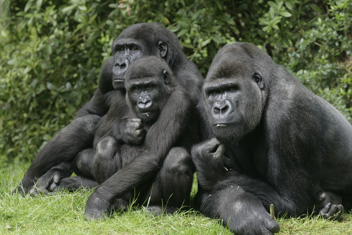 Western Lowland Gorillas