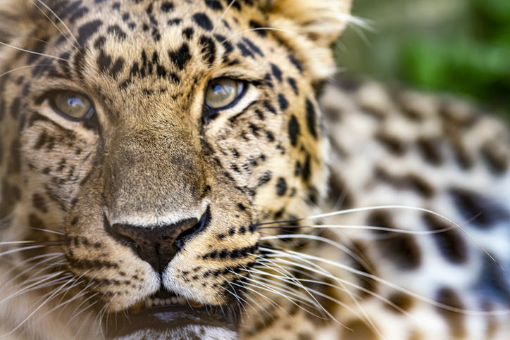 Amur leopards are critically endangered animals