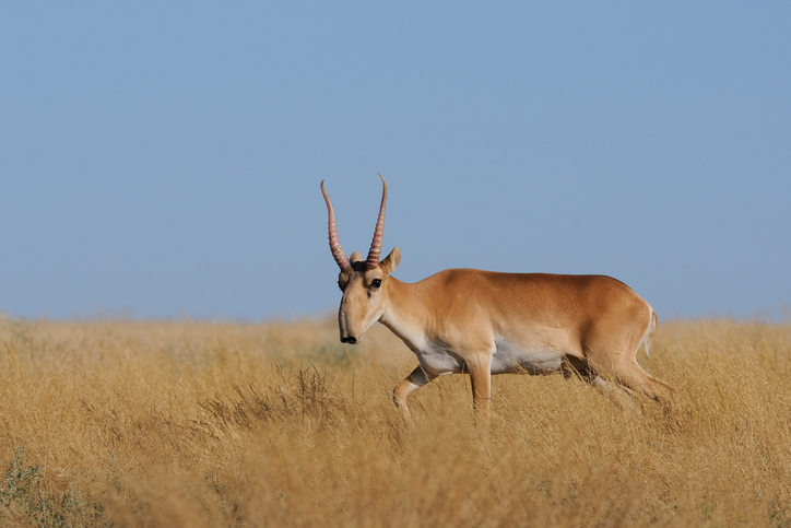 Saiga antelope