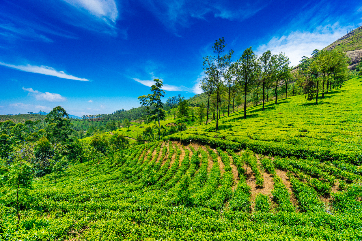 Best Hill Stations In Kerala - Munnar