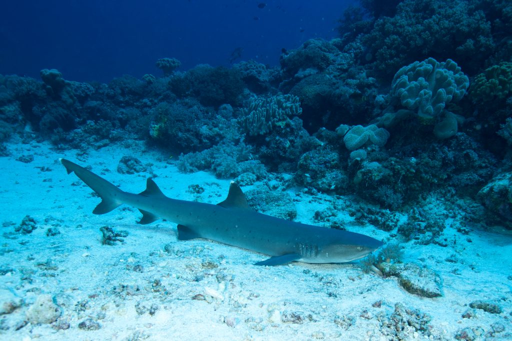 Nurse shark on sandy ground underwater at Layang Layang, malaysia