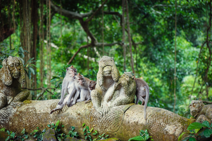 Long-tailed macaques (Macaca fascicularis) in Sacred Monkey Forest in Ubud, one of the best places to visit in bali