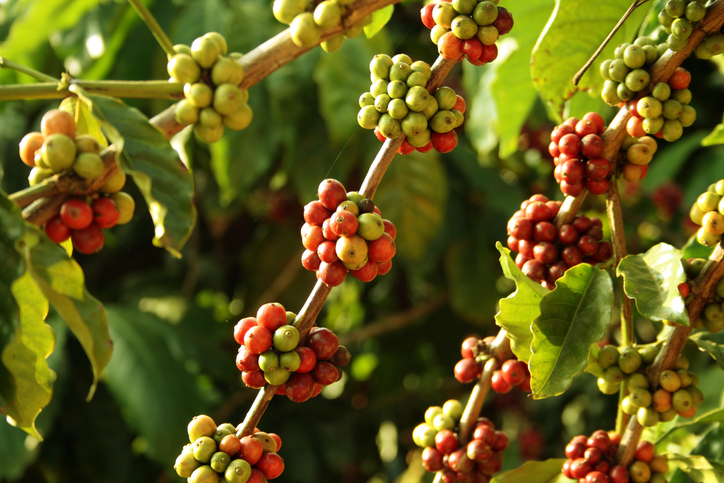 Coffee berries, things to do in Chikmagalur