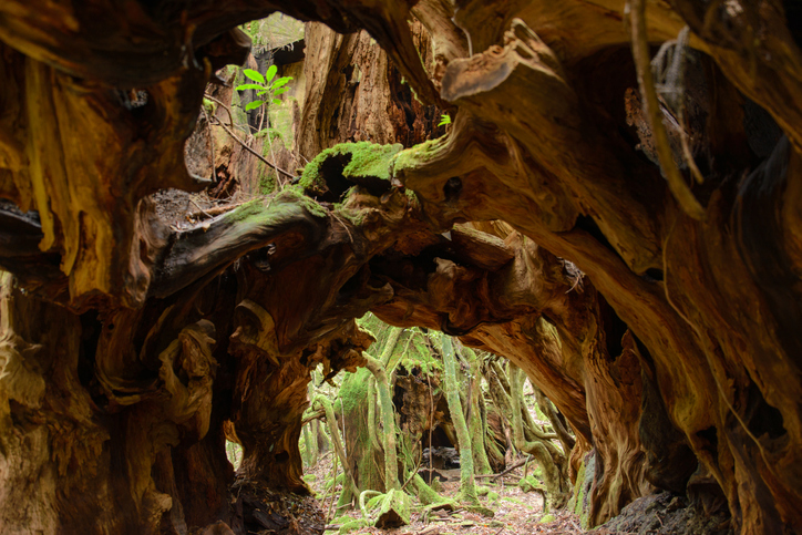 Tree tunnel World Natural Heritage Yakushima