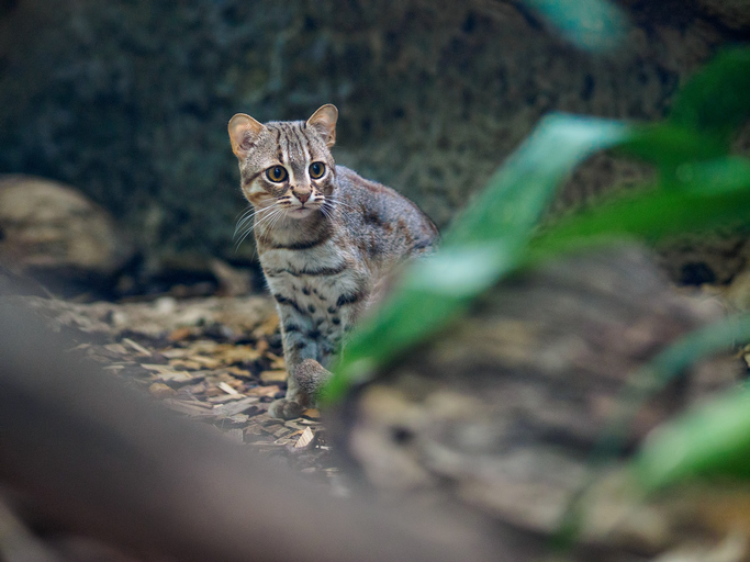 A Rusty cat in a zoo, smallest cats