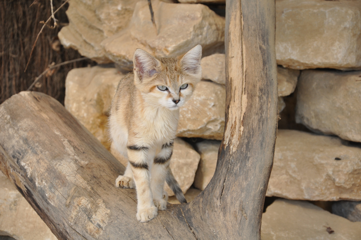 A sand cat is among the smallest cats in the world