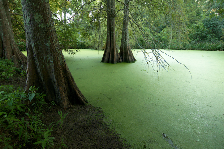 St. Francisville, Louisiana, USA - 2017: A swamp at the Myrtles Plantation, a historic home and former antebellum plantation, built in 1796 by General David Bradford.