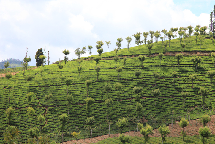 An image of a tea plantation which is situated between Coonoor and Ooty in the Nilgiri hills in South India and was taken from the local toy train