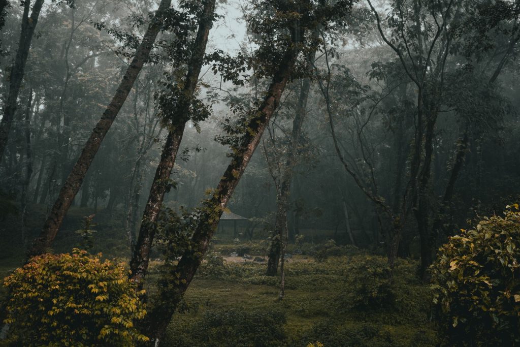 Best Resorts In Wayanad