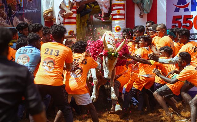 bull-taming festival