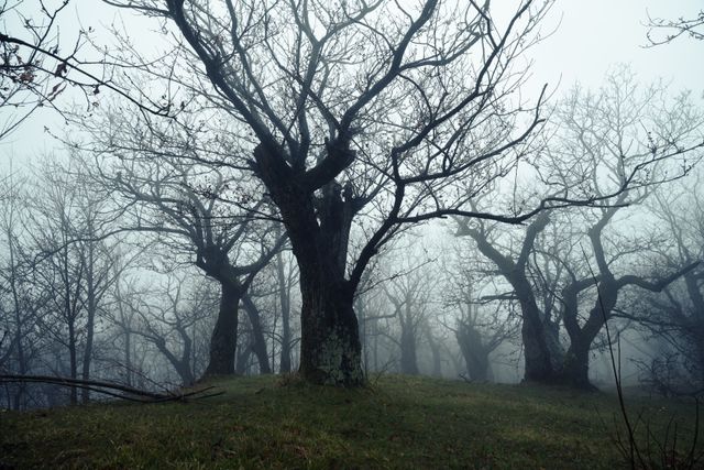 Eerie mist envelops leafless trees in a serene rural orchard, creating a mysterious atmosphere