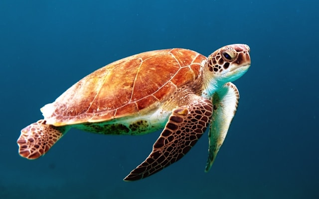 Orissa is an important habitat for the Green Sea Turtle